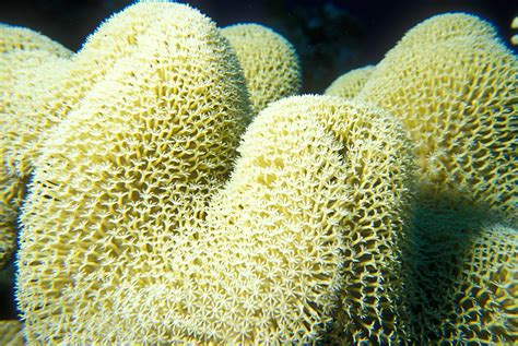 Collection of feeding coral polyps, zoomed in.