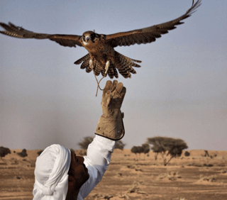 Falcon and falconer