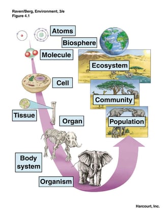 hierarchical organization