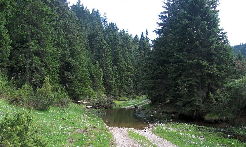 Abies cephalonica