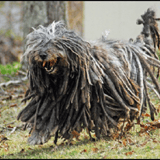 dreadlock dog 7