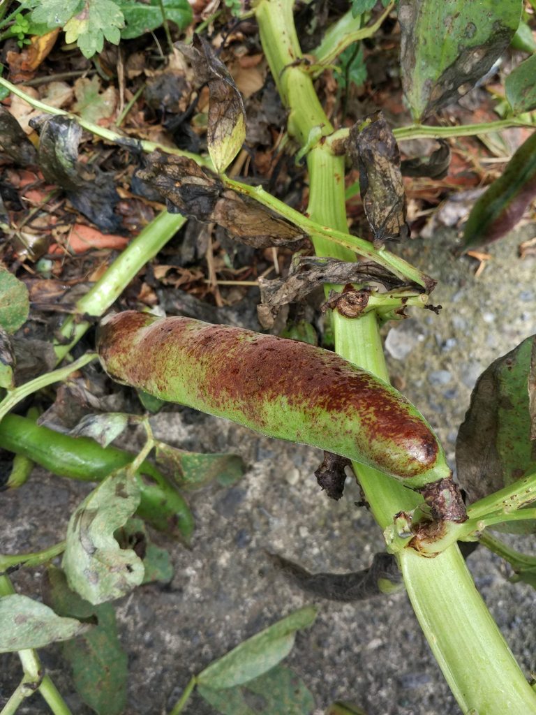 Near mature broad bean