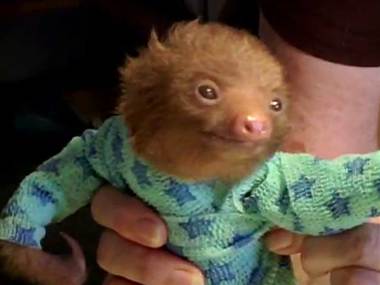 Sloth in a Onesie