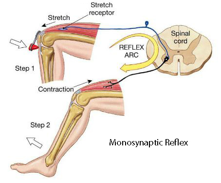 reflex arc