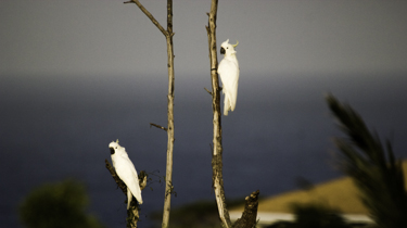 Coackatoos at Sunset