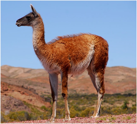 Guanaco96's user avatar