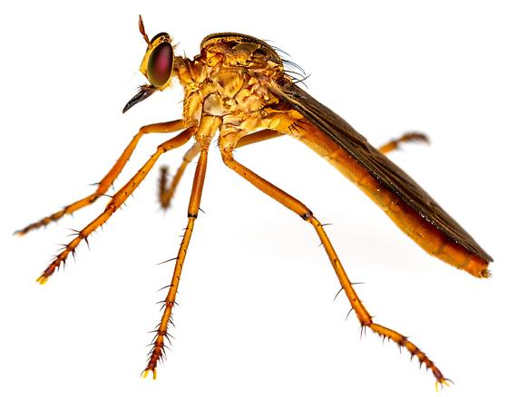 Detailed side view of a robber fly