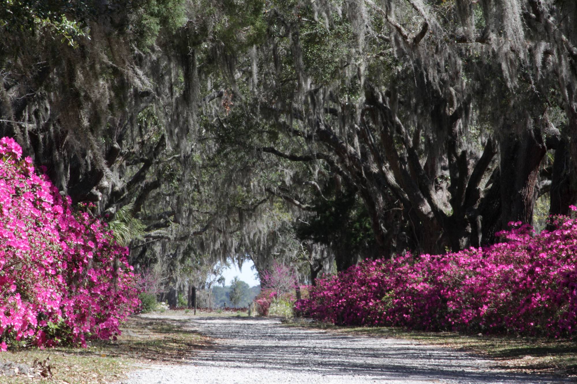 Savannah Cemetery