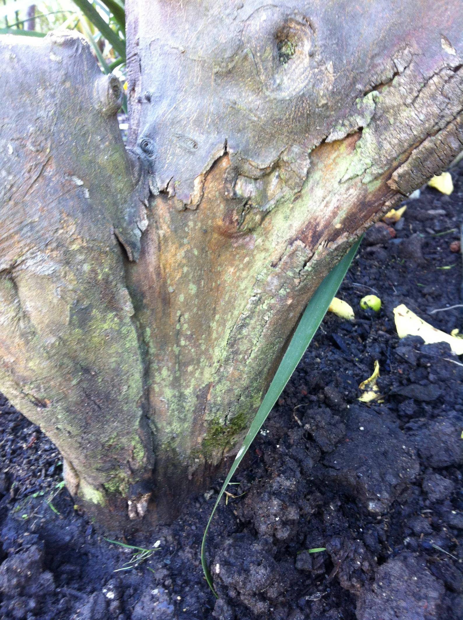 Peeling bark