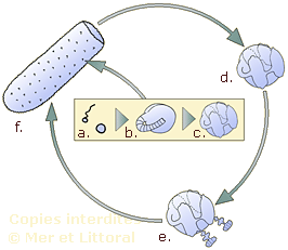 pyrosome reproduction