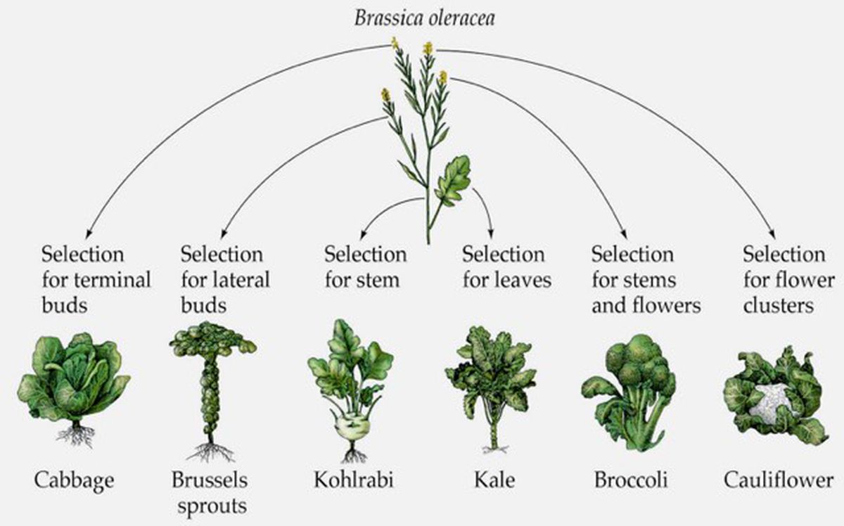 Selection of Brassica oleracea for buds, stem, leaves, and flowers yielded different cultivars such as cabbage, brussels sprouts, kohlrabi, kale, broccoli, and cauliflower