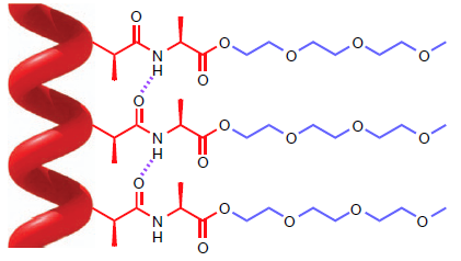 Representation of the helical structure stabilized by the hydrogen-bond network between the peptide units