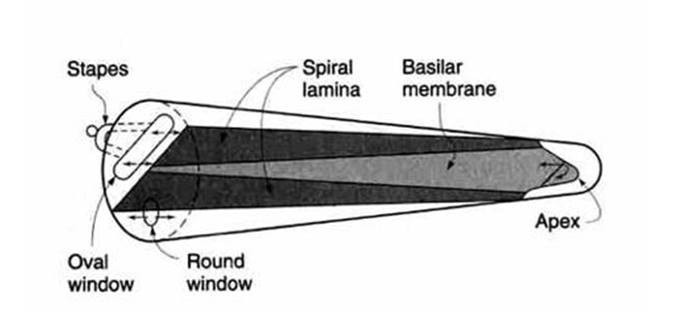 cochlea