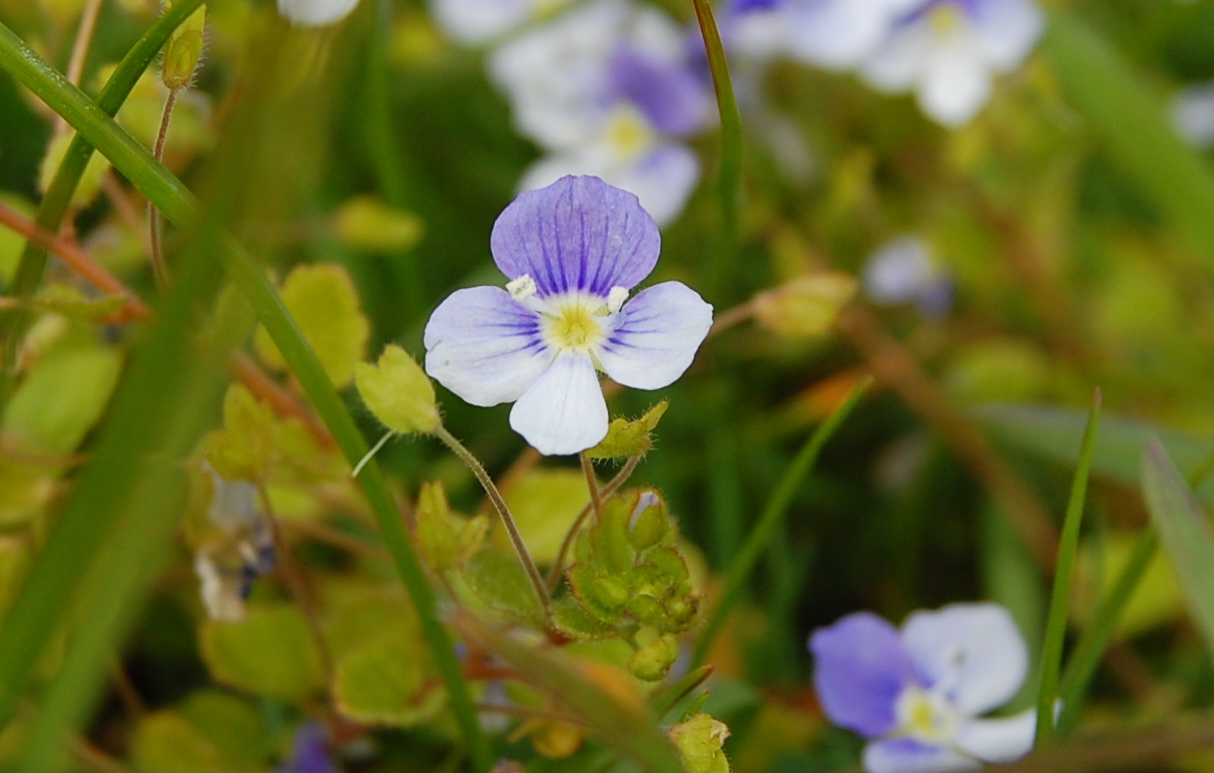 Veronica or Speedwell