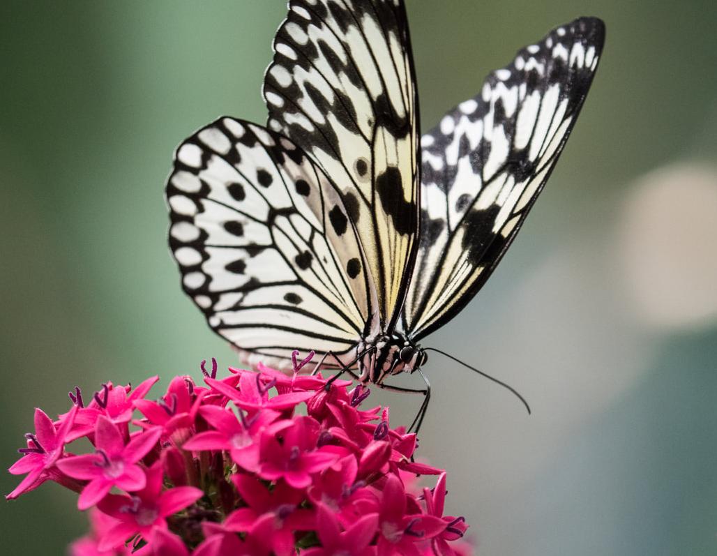 Butterfly on a group of small flowers