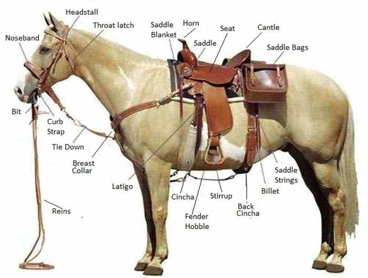 Saddled horse