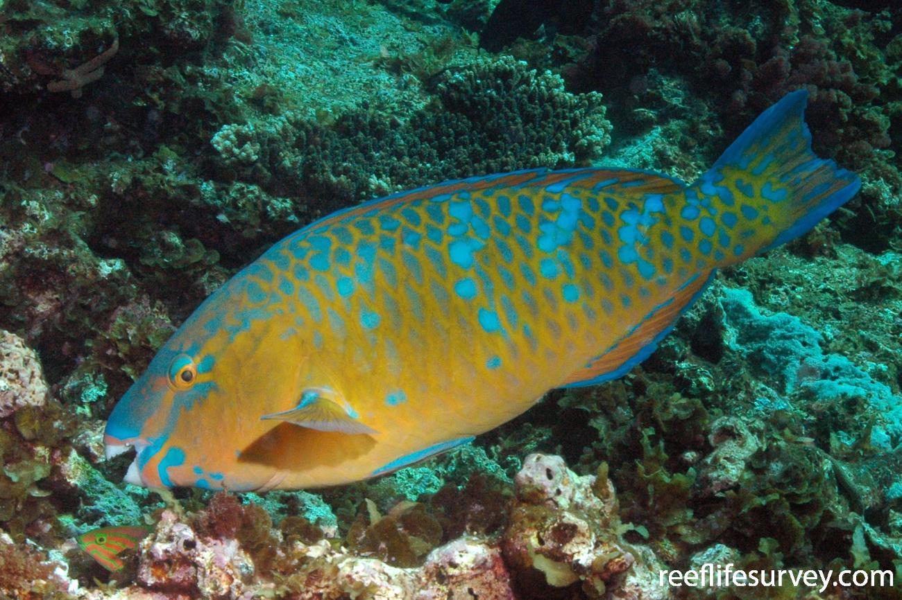 From: reeflifesurvey.com — Scarus ghobban, Female, WA, Australia, Photo: Graham Edgar