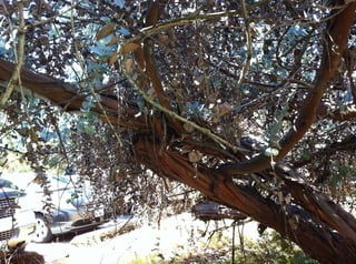 unknown Eucalyptus tree in Seattle