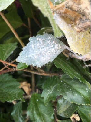 white bugs under side of leaf