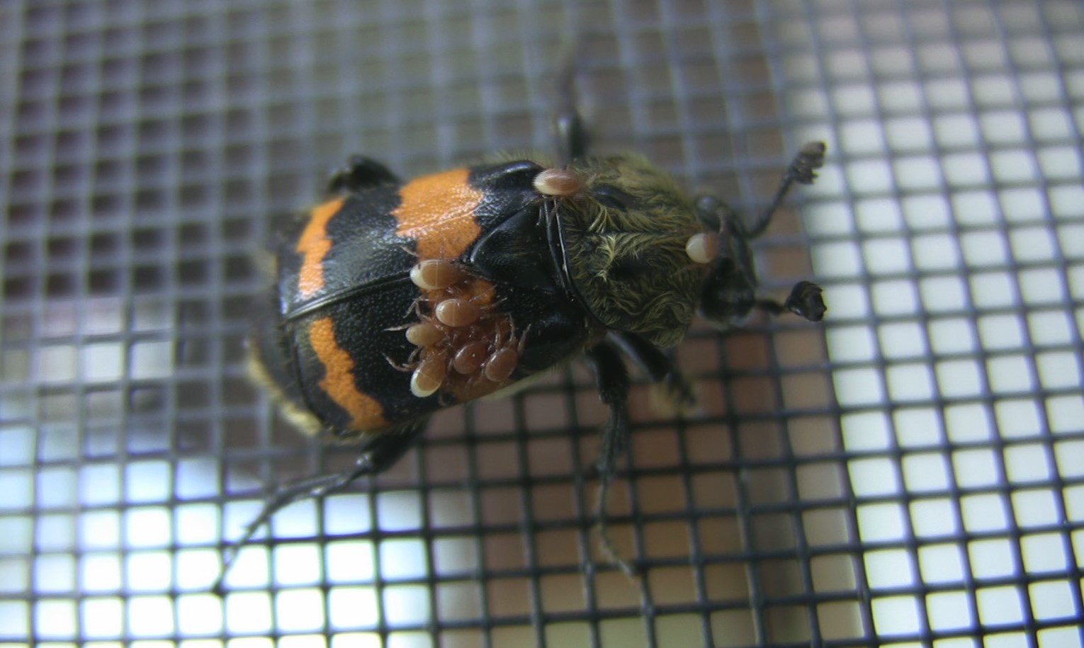 orange and black beetle with mites