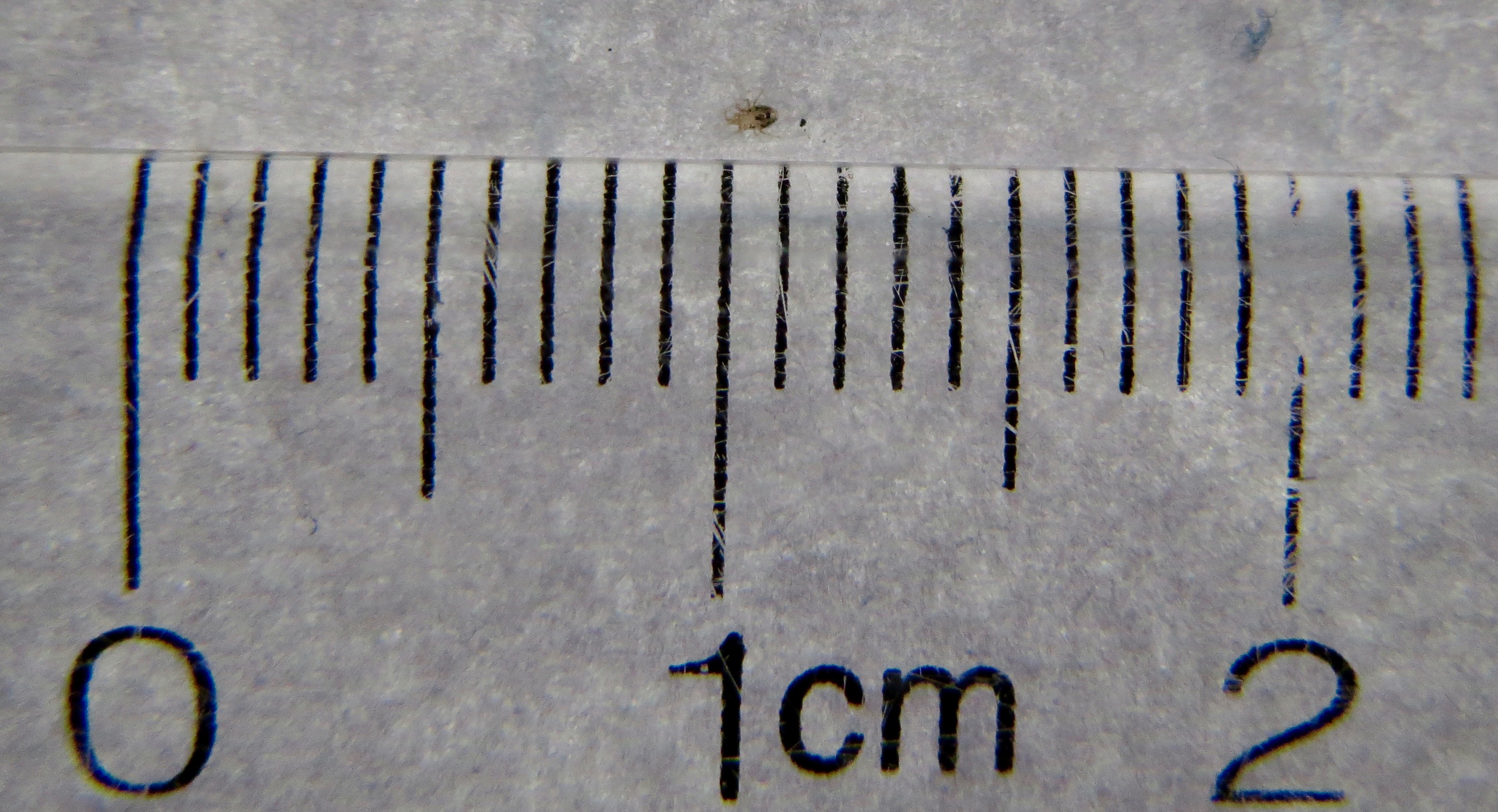 rat mite, with ruler for scale