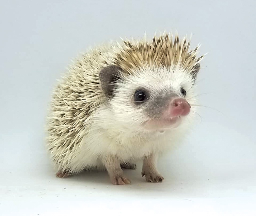 Hedgehog's user avatar