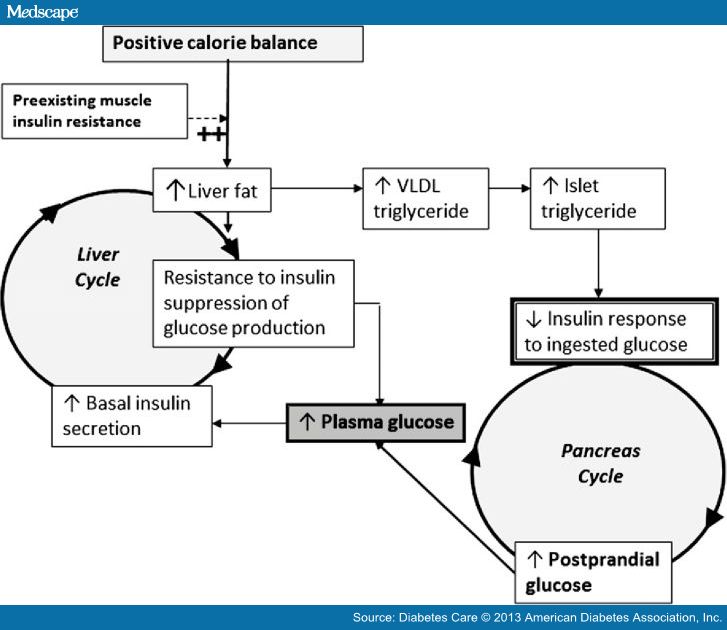 Twin cycle hypothesis