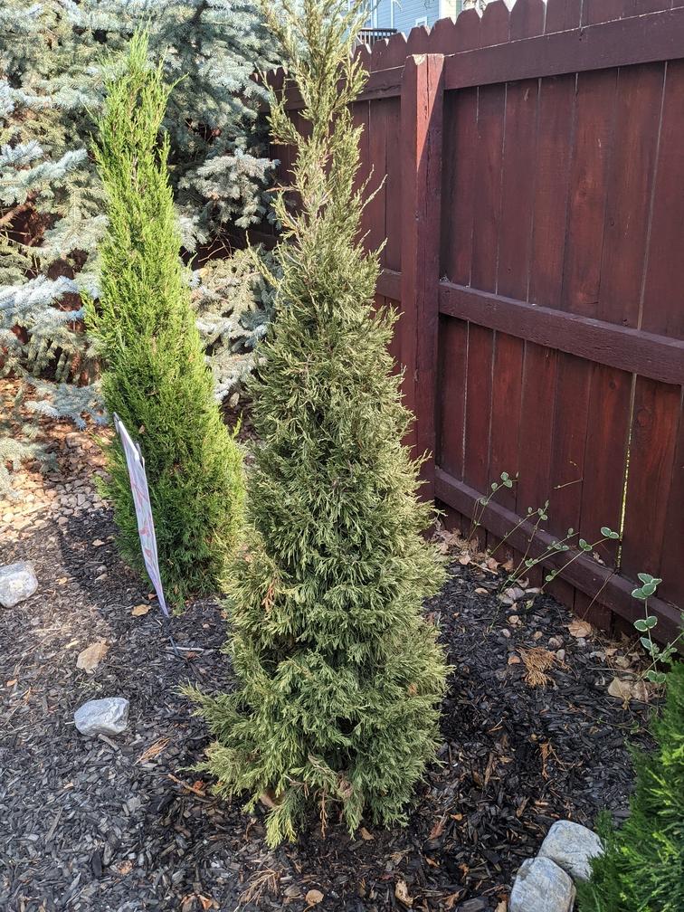 plant health - Is my spartan juniper sick? - Gardening & Landscaping ...