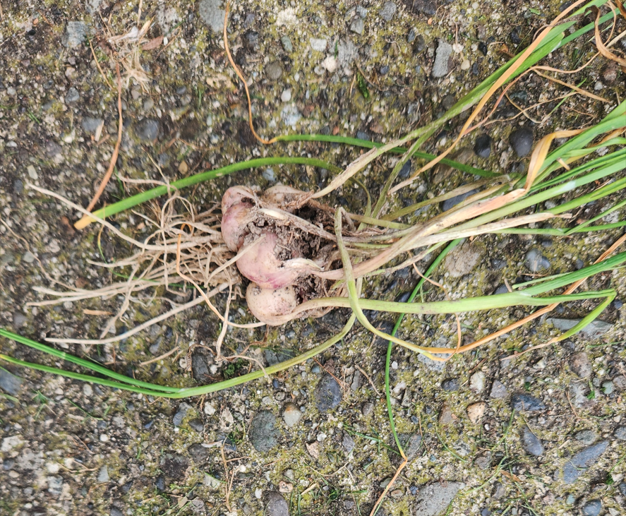 Grassy Garlic Roots