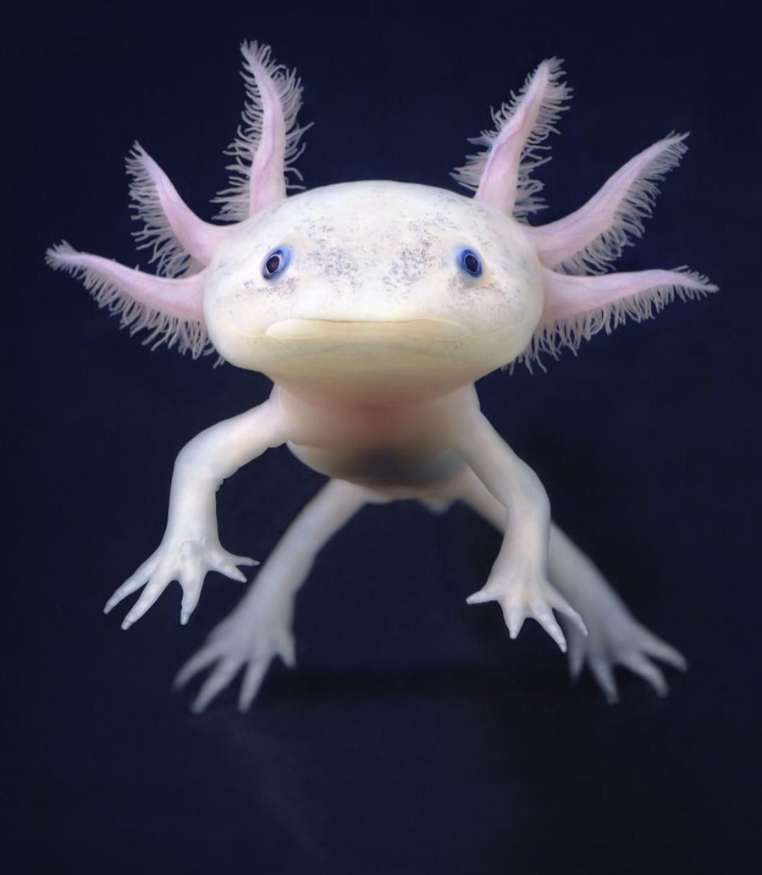 Axolotl101's user avatar