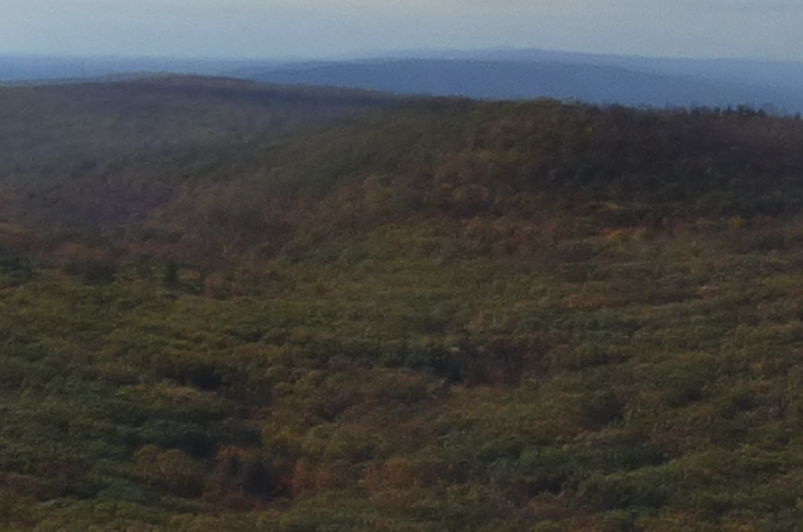 these trees are sharp in the original images