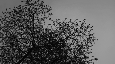 treetop on a stormy day in Los Angeles