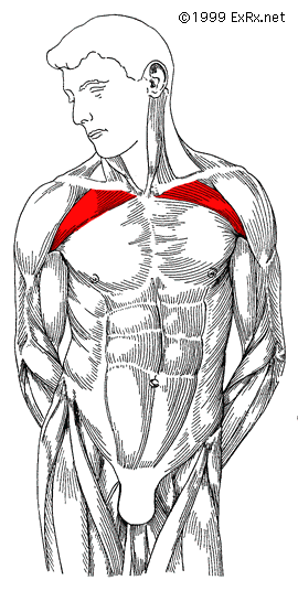 Pectoralis Major (Clavicular Head)