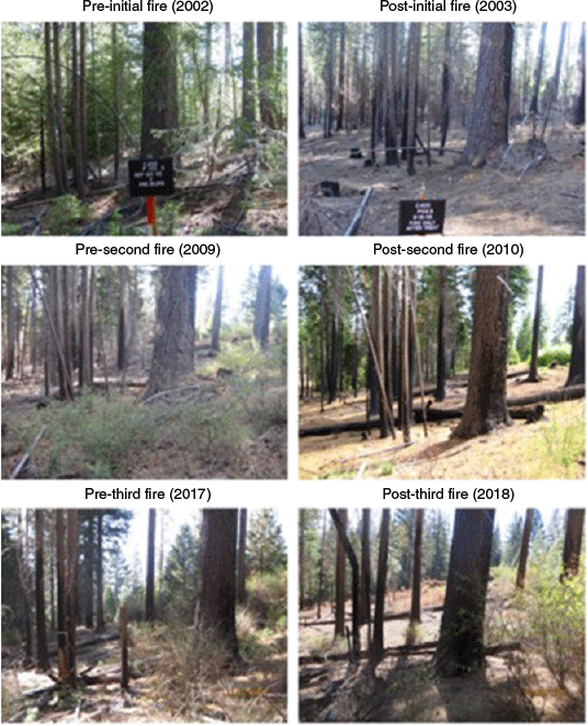 Before and after controlled burn