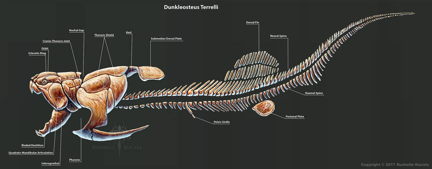 https://www.deviantart.com/thedragonofdoom/art/Dunkleosteus-Terrelli-Skeleton-Study-684293378