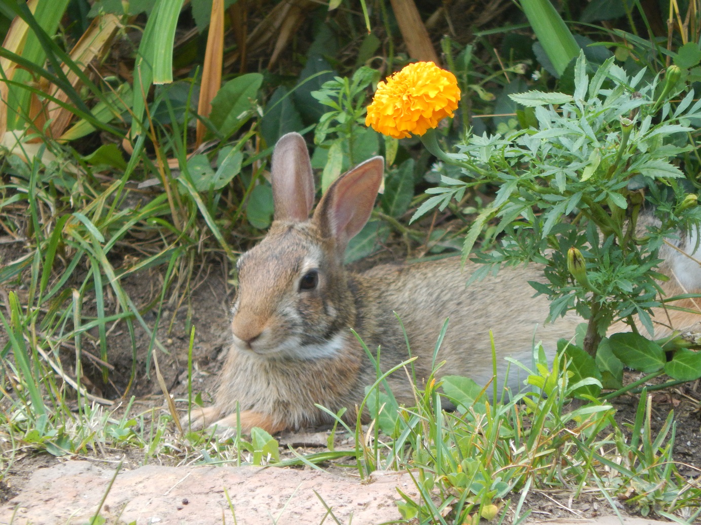 Rabbit resting under marigold