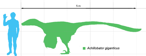 Achillobatus scale