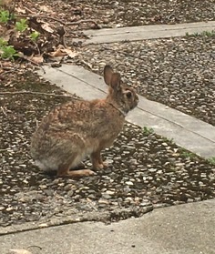 cottontail