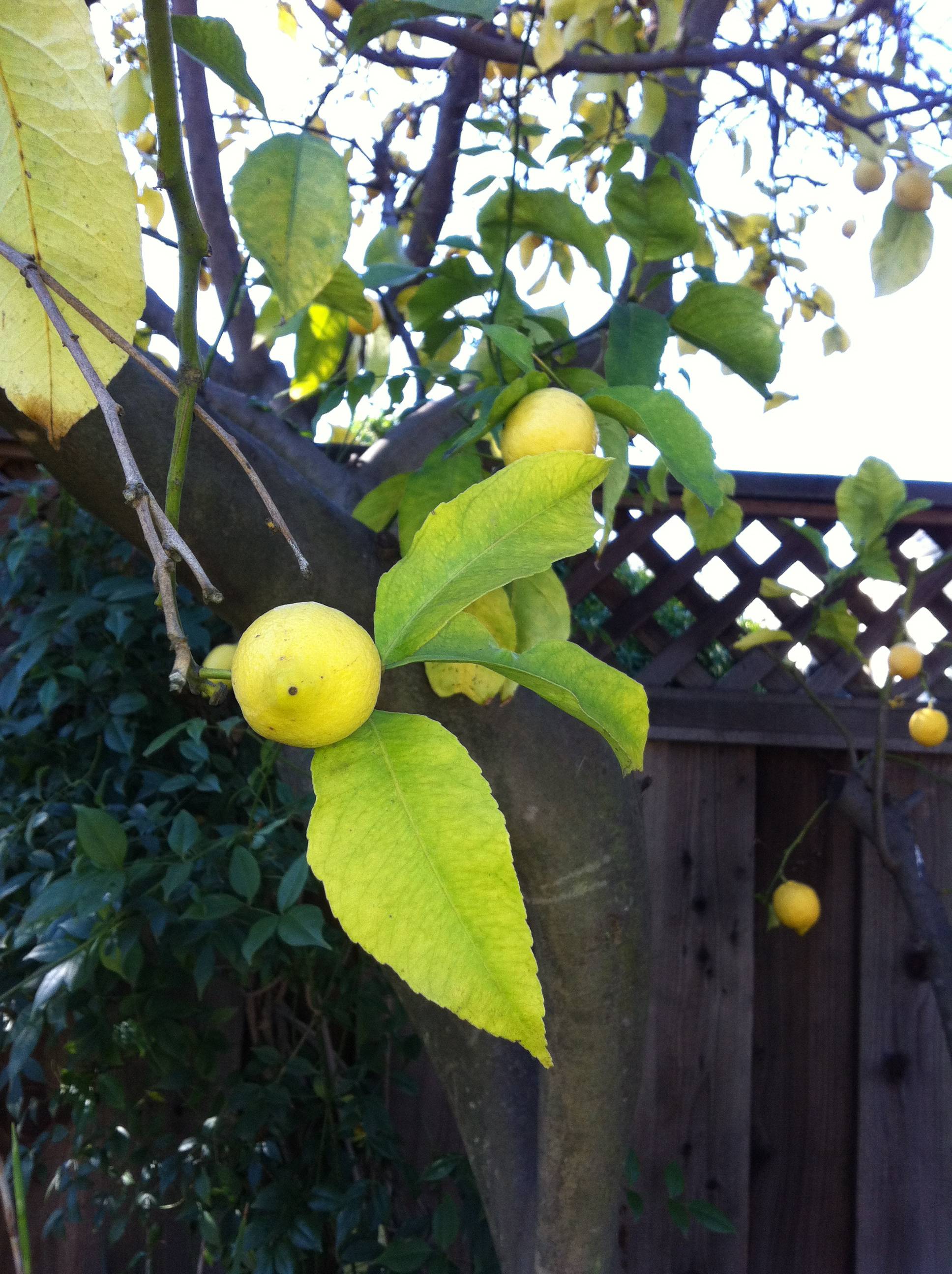 Smallish fruit