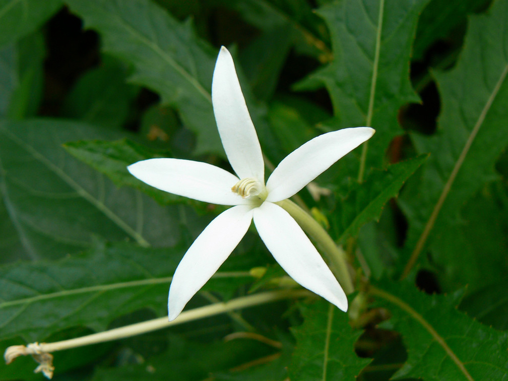 Hippobroma longiflora by Dinesh Valke