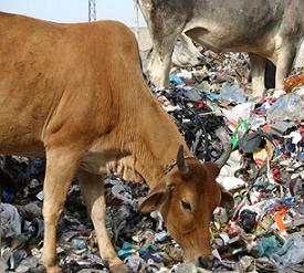 cows and plastic bags