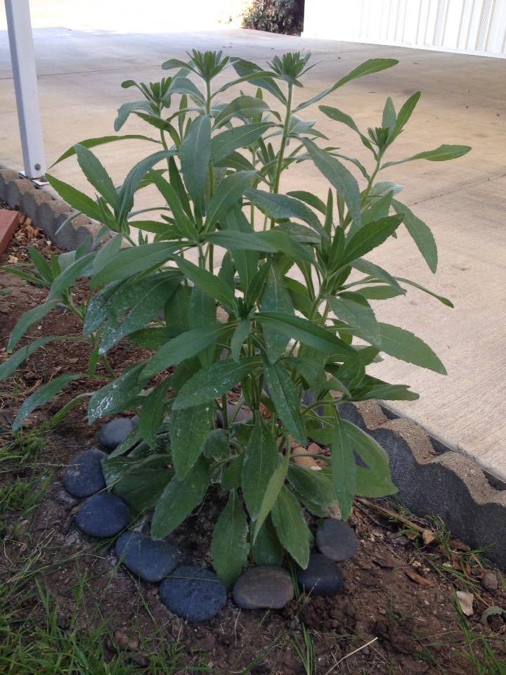 Mystery plant with buds 2 