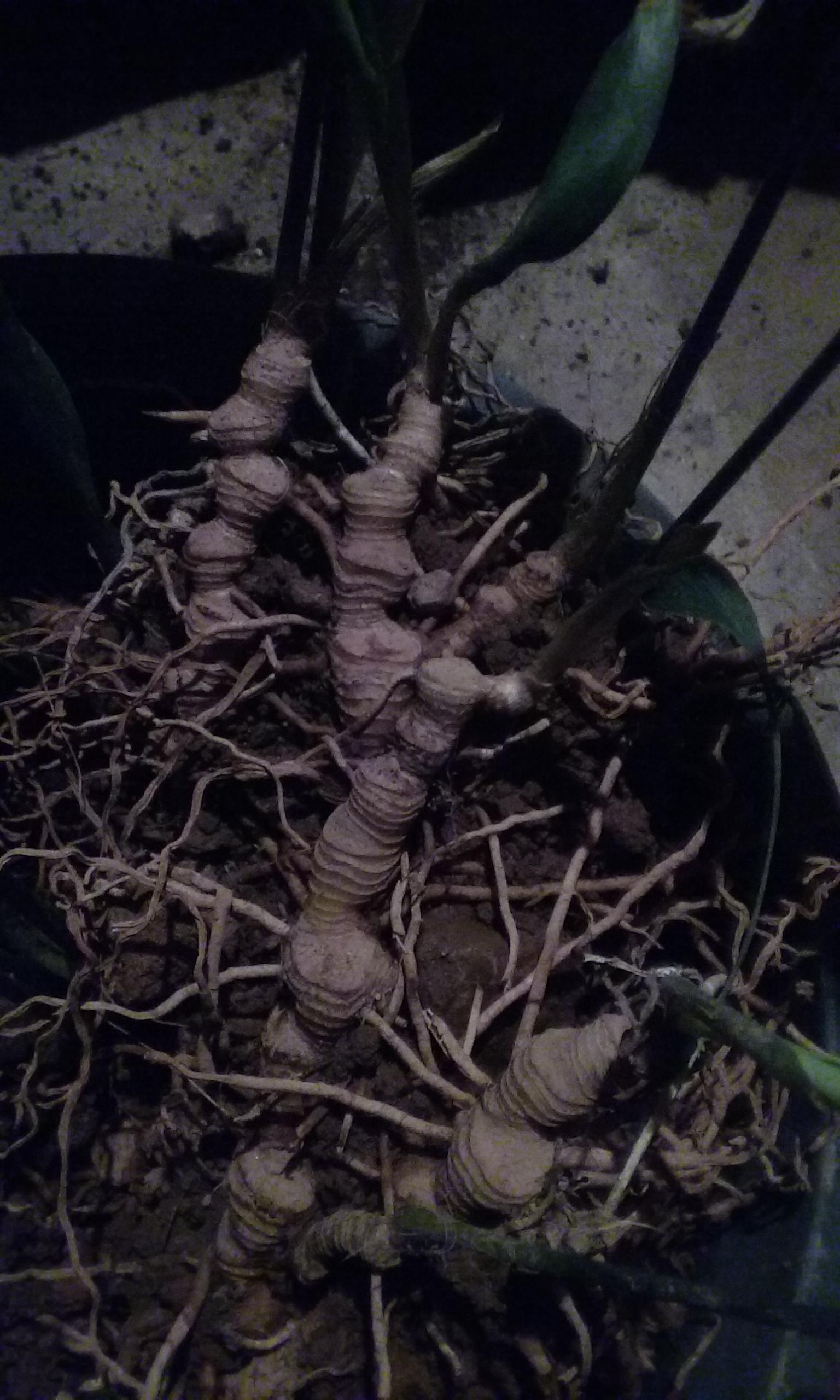 What the roots look like