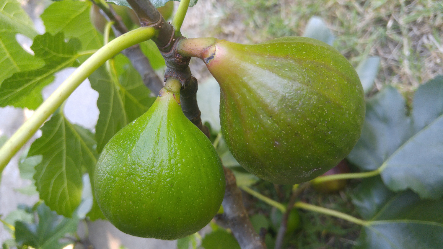 Green Figs