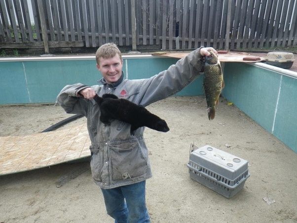 Image: Joseph Carter holding both the tame mink Monchu, and one of Monchu’s accomplishments