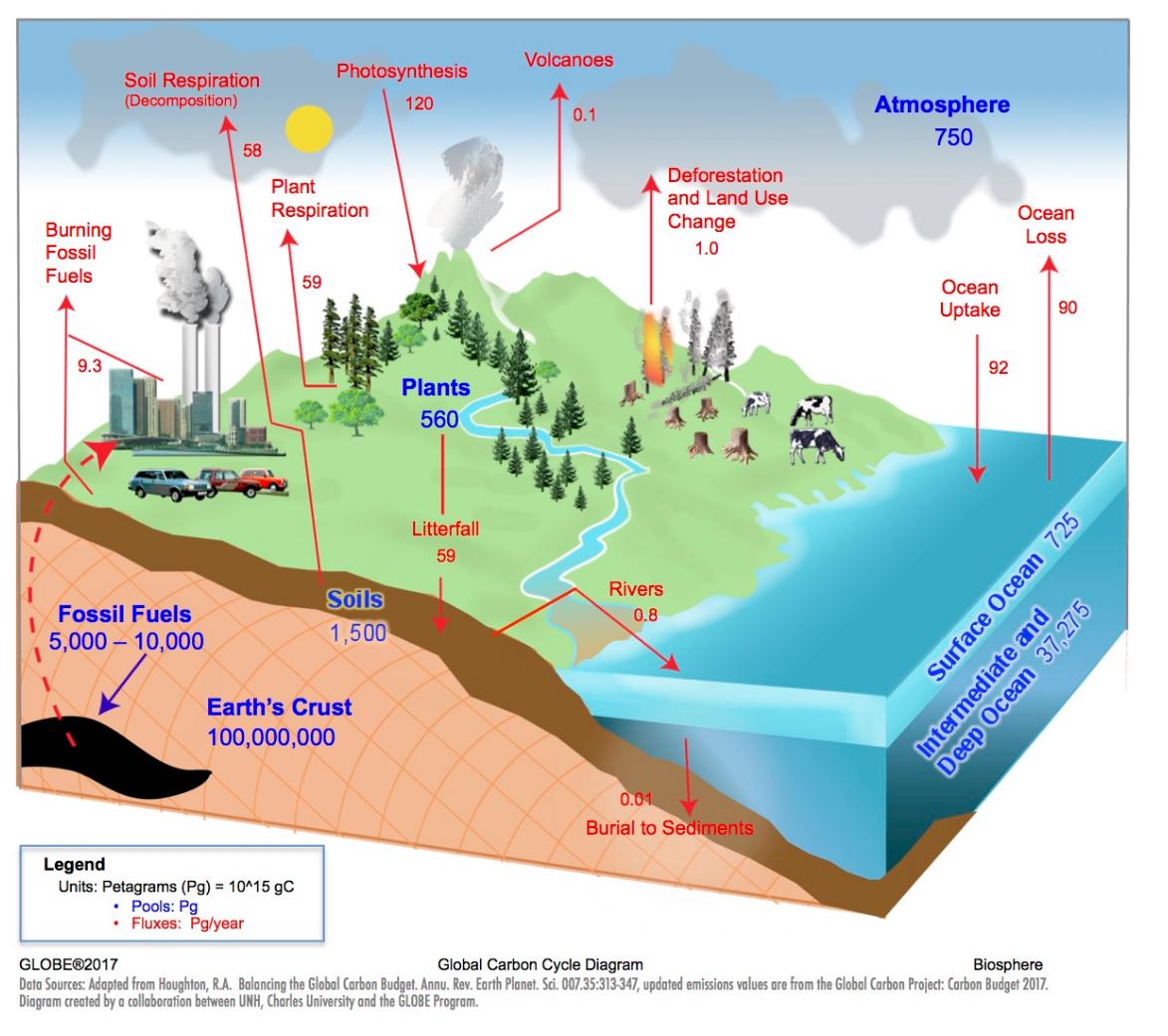 The Carbon Cycle