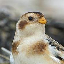 Snow bunting