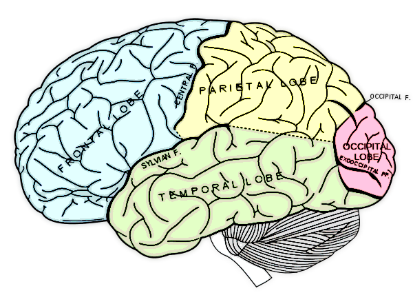 Brain lobes