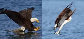 fish eagles