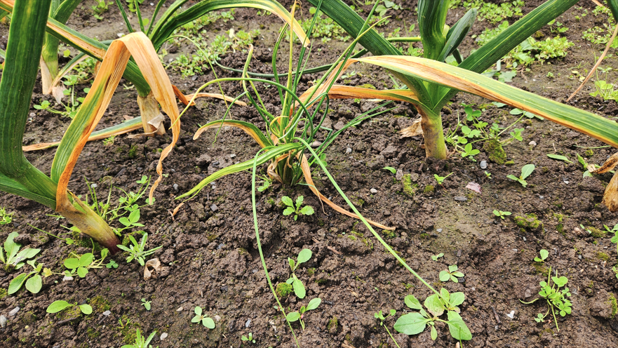 Grassy Garlic